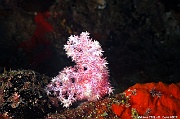 Dendronephthya sp Alcyonaire epineux-Maldives Machchafushi Wrk-27m-20240426-da-DSC_7054_tn